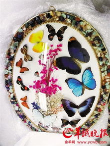 穗郵政口岸截獲蝴蝶標(biāo)本工藝品 最大翅展有15厘米